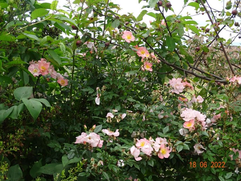  - Trandafiri 2022 2