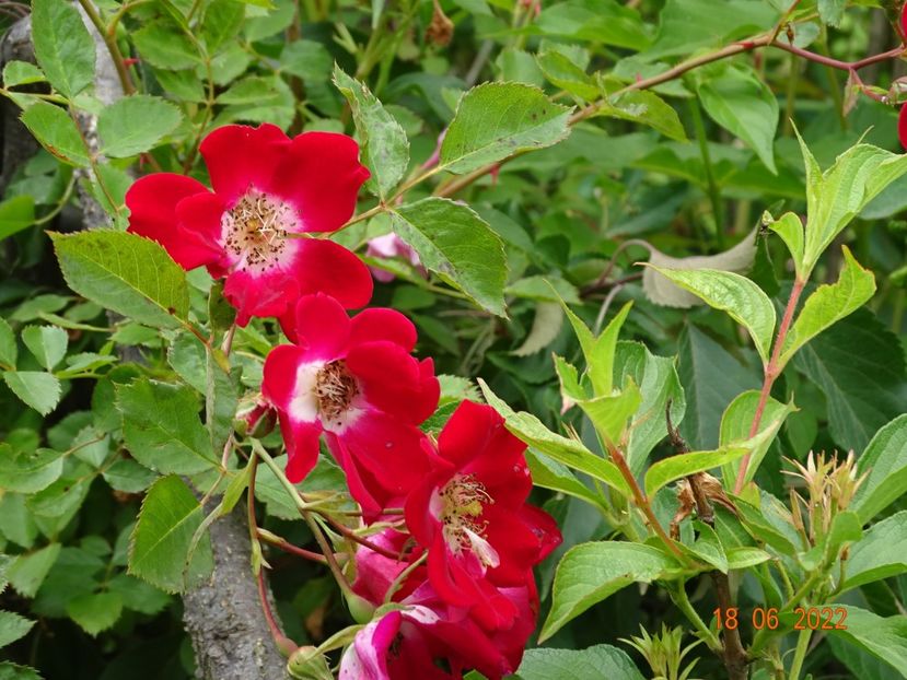  - Trandafiri 2022 2