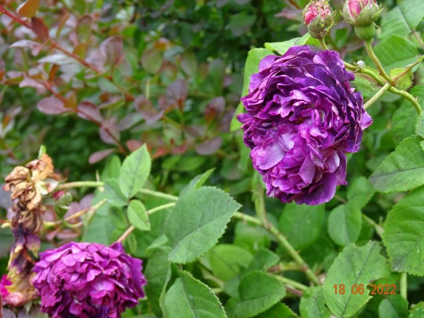  - Trandafiri 2022 2