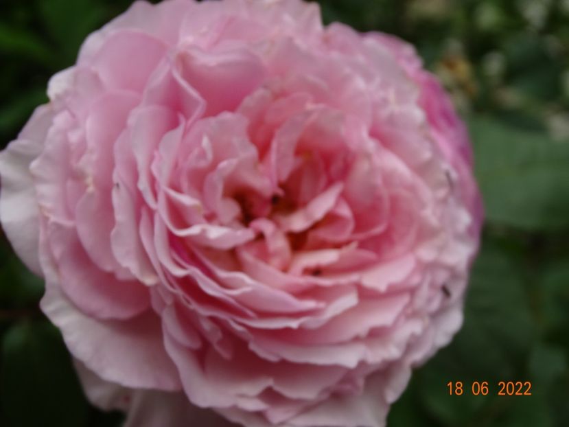  - Trandafiri 2022 2