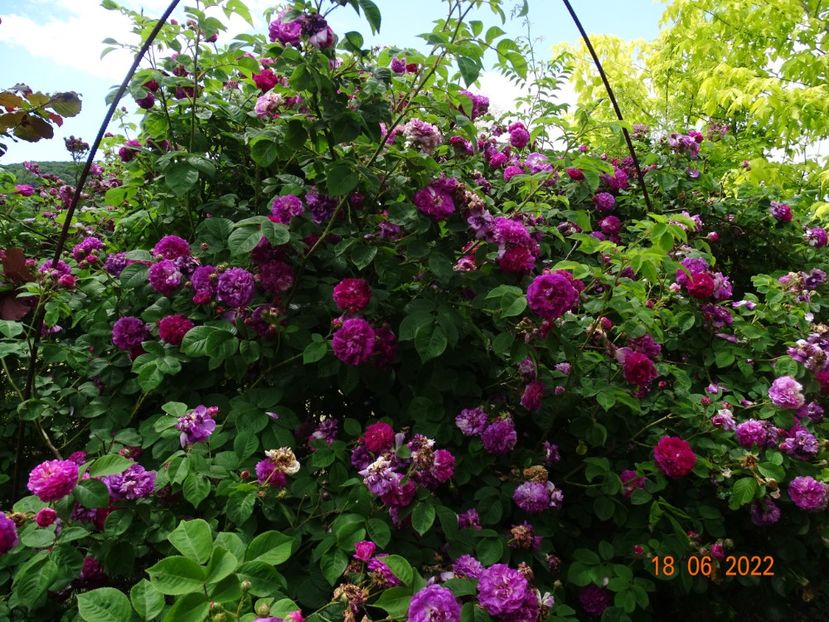  - Trandafiri 2022 2