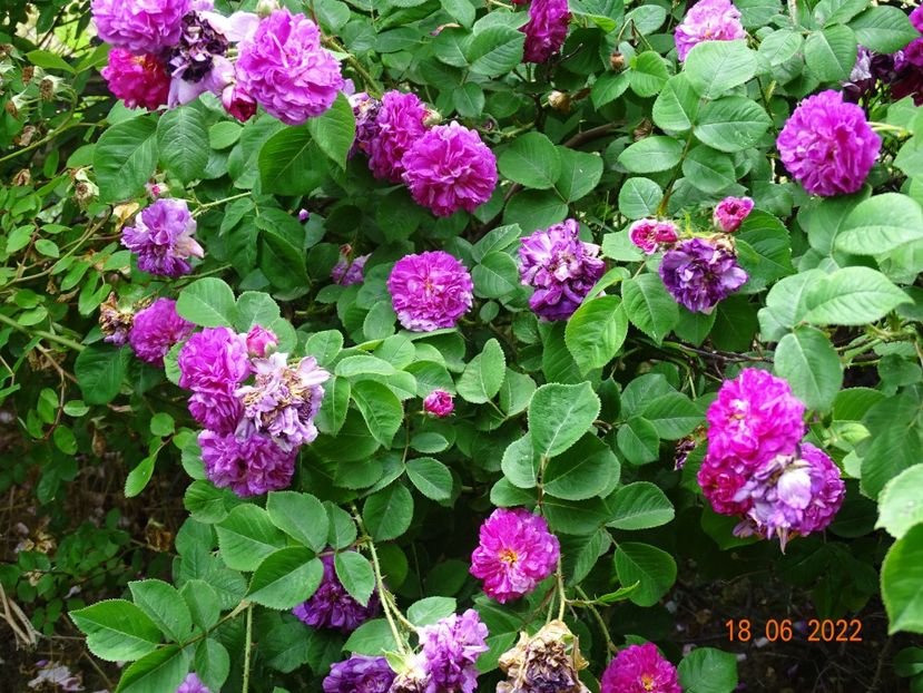  - Trandafiri 2022 2