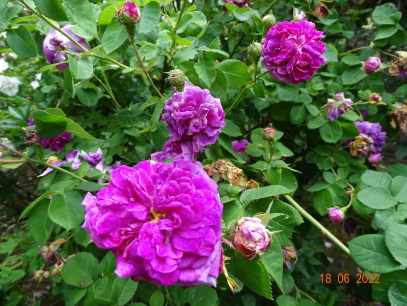  - Trandafiri 2022 2