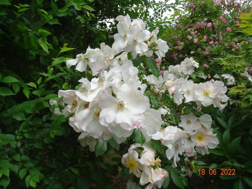  - Trandafiri 2022 2