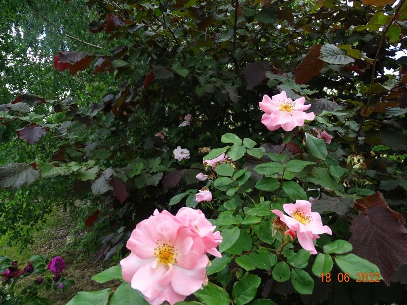  - Trandafiri 2022 2