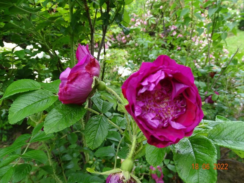  - Trandafiri 2022 2
