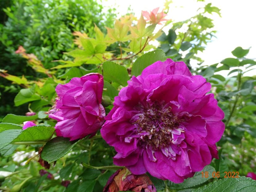  - Trandafiri 2022 2