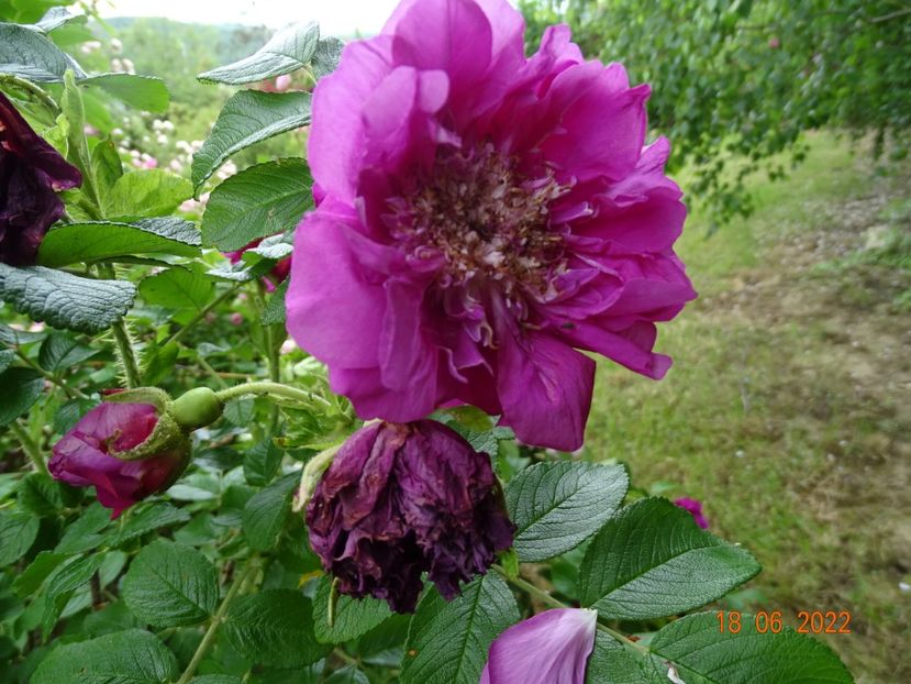  - Trandafiri 2022 2
