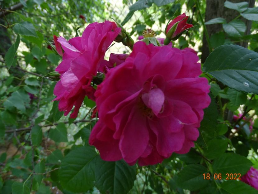  - Trandafiri 2022 2