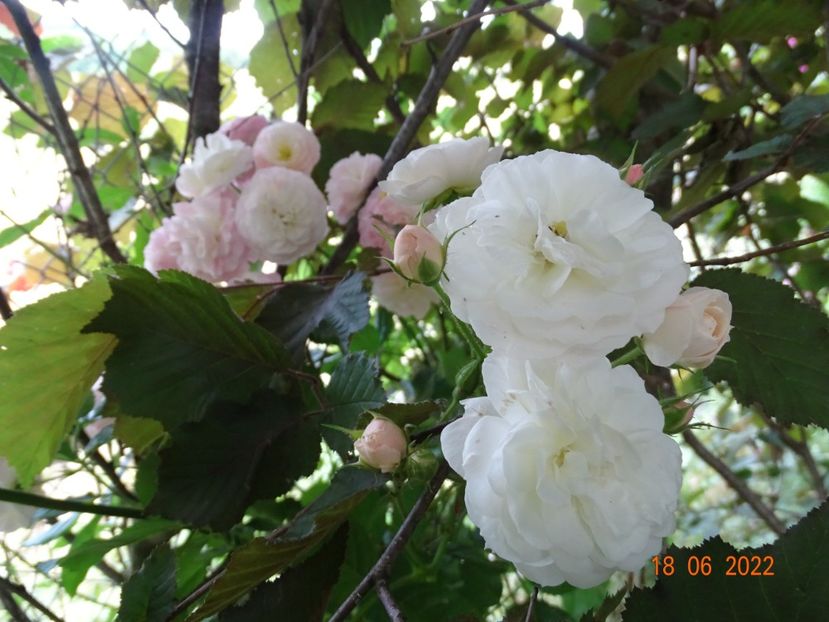  - Trandafiri 2022 2