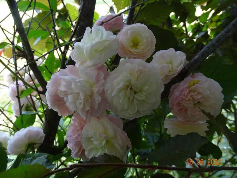  - Trandafiri 2022 2