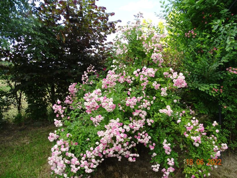  - Trandafiri 2022 2