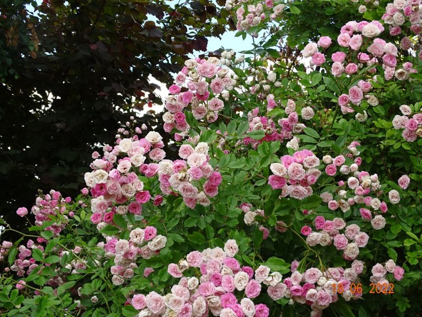  - Trandafiri 2022 2