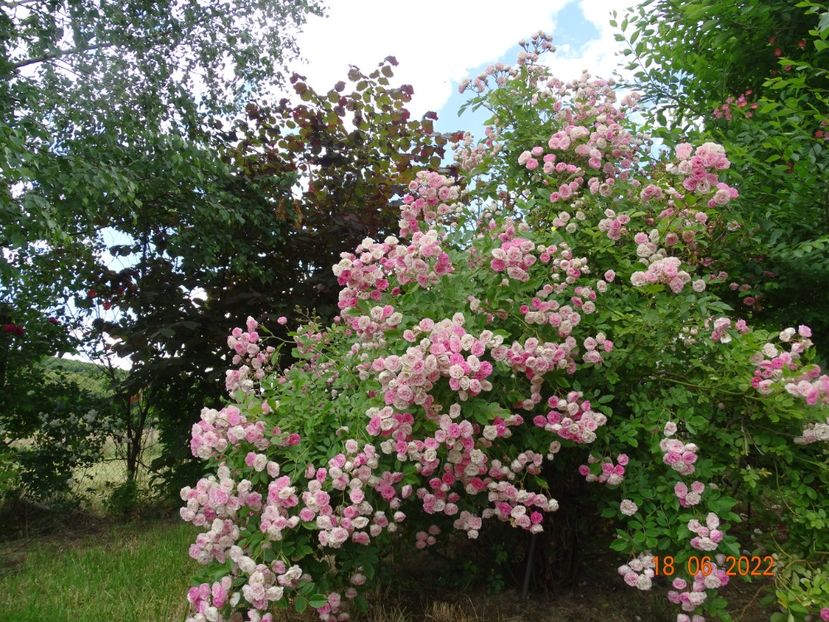  - Trandafiri 2022 2