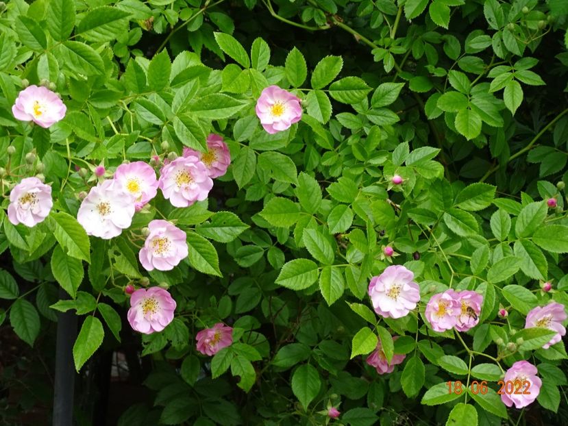  - Trandafiri 2022 2