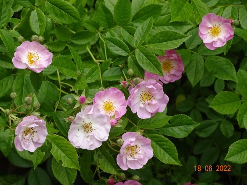  - Trandafiri 2022 2