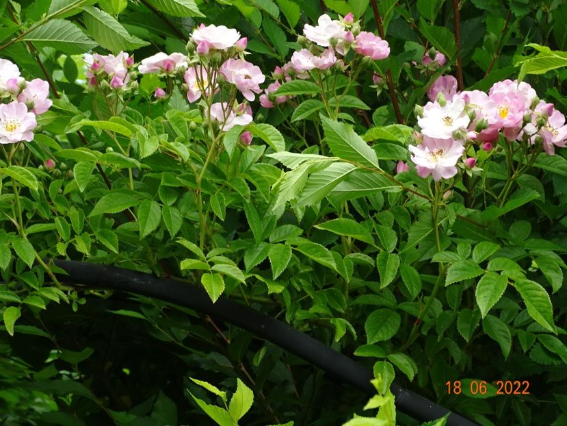  - Trandafiri 2022 2