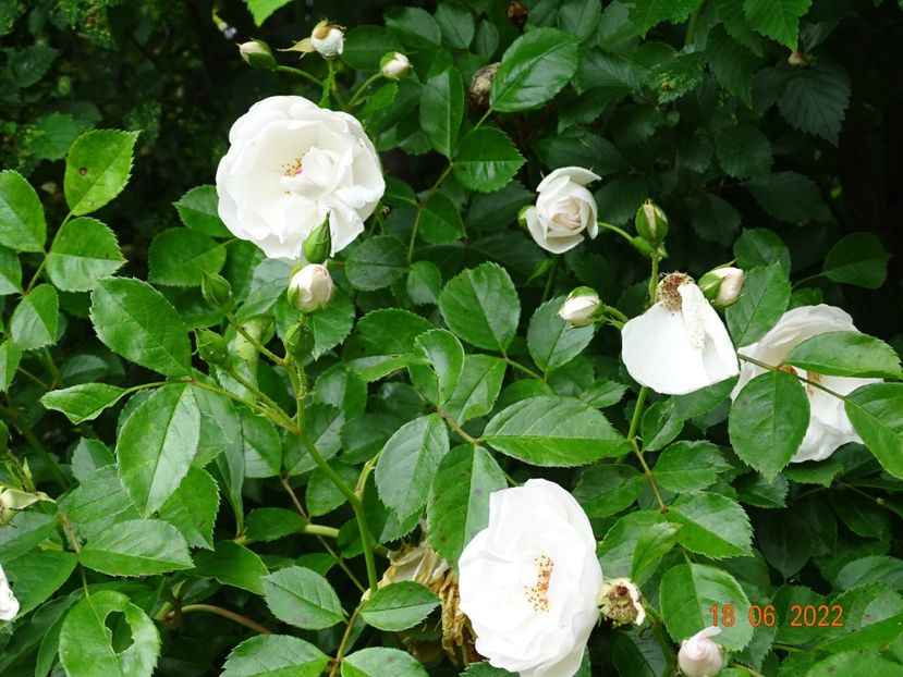  - Trandafiri 2022 2