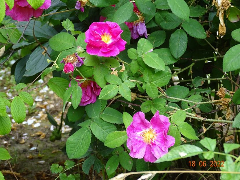  - Trandafiri 2022 2