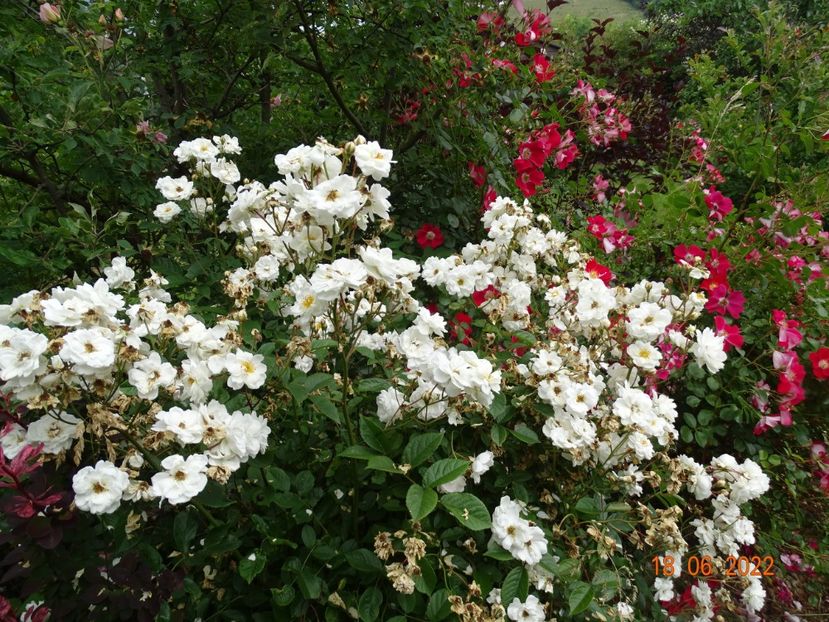  - Trandafiri 2022 2