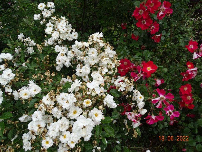  - Trandafiri 2022 2