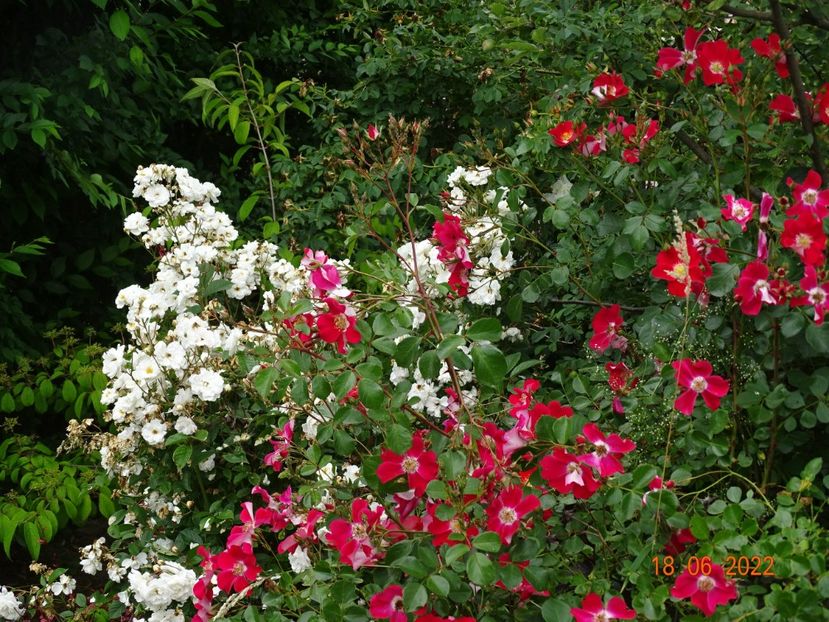  - Trandafiri 2022 2