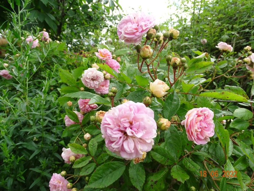  - Trandafiri 2022 3