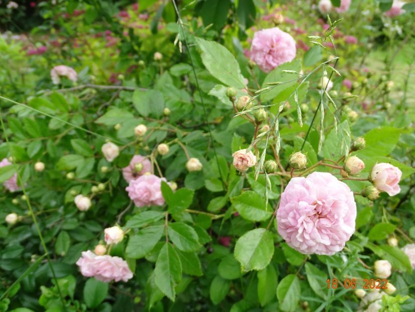  - Trandafiri 2022 3