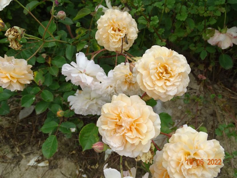  - Trandafiri 2022 3