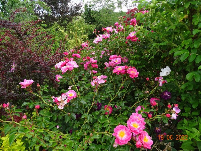  - Trandafiri 2022 3