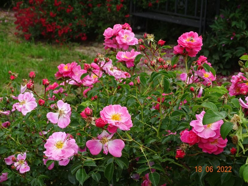  - Trandafiri 2022 3