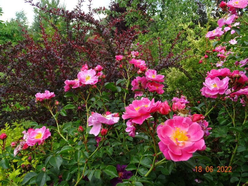  - Trandafiri 2022 3