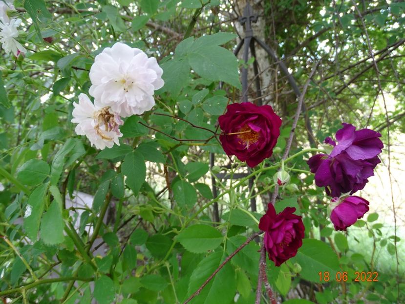  - Trandafiri 2022 3