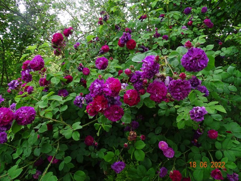  - Trandafiri 2022 3