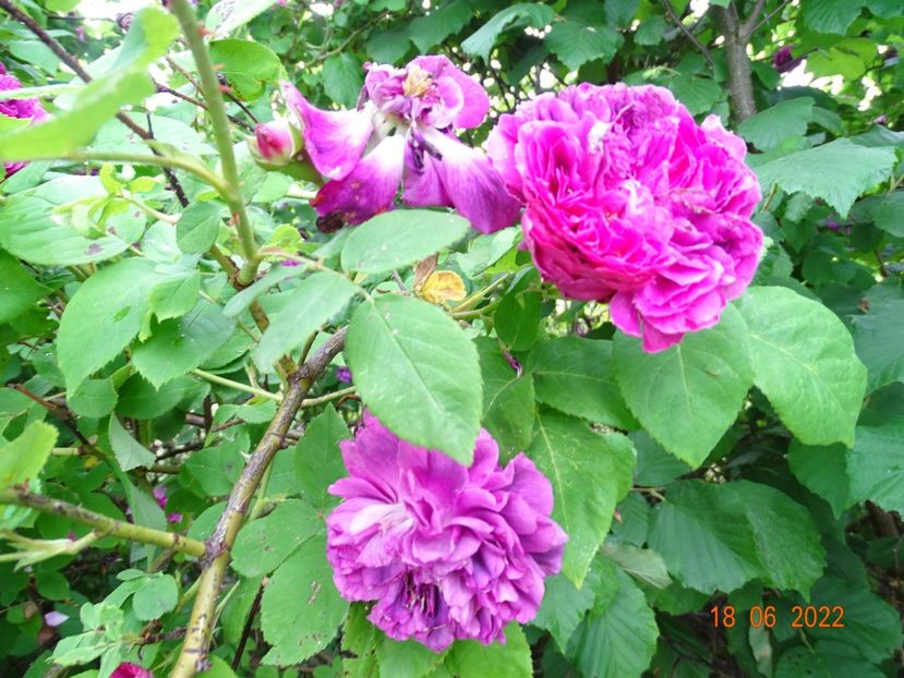  - Trandafiri 2022 3