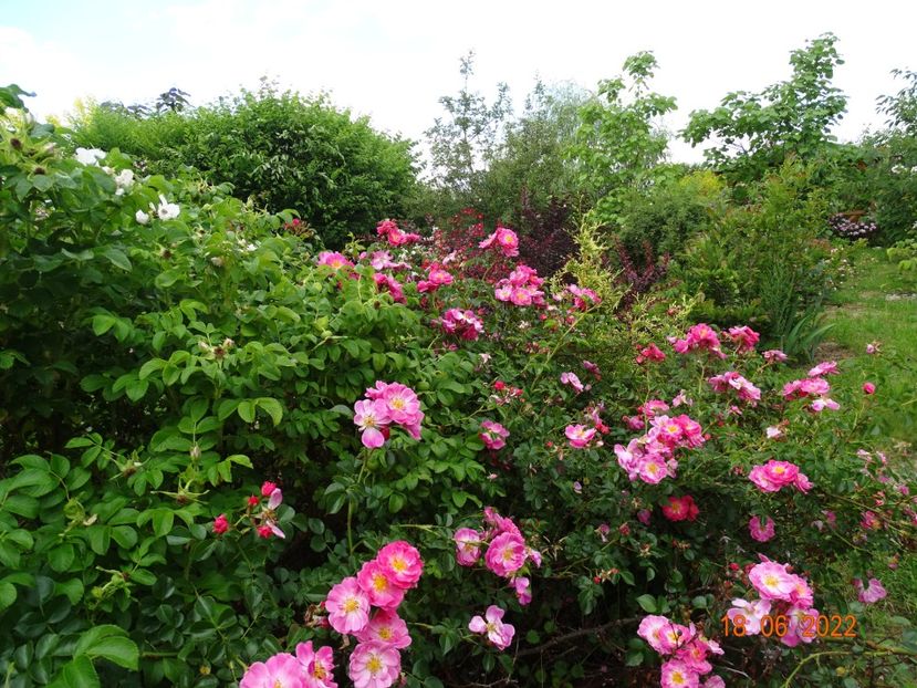  - Trandafiri 2022 3