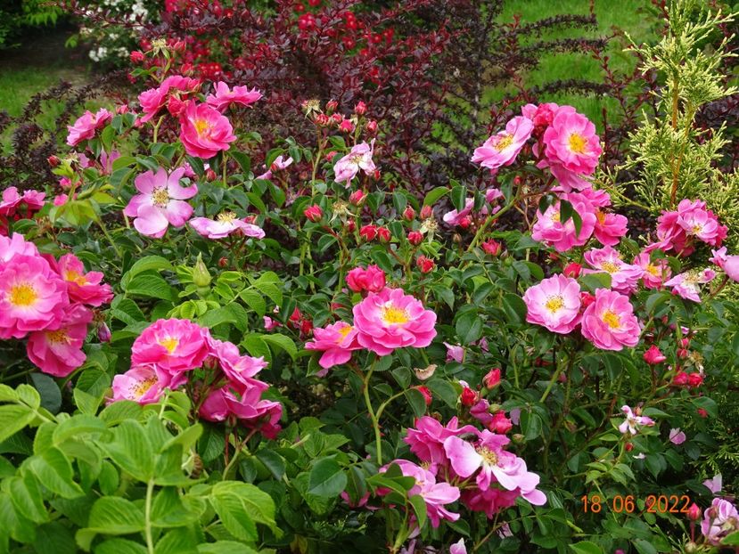  - Trandafiri 2022 3