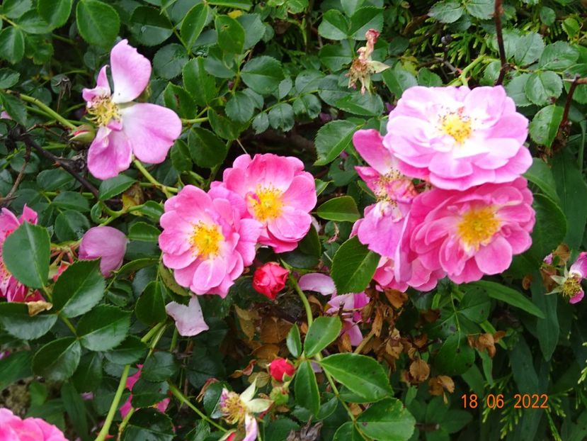  - Trandafiri 2022 3