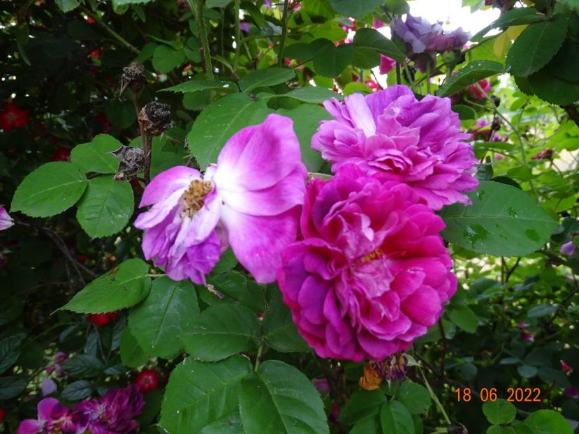  - Trandafiri 2022 3