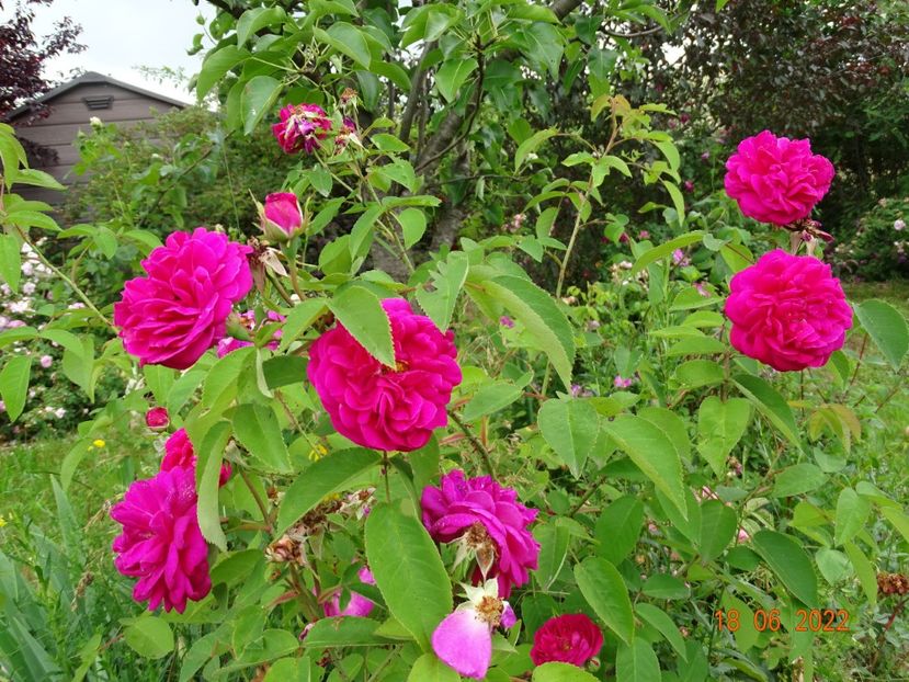  - Trandafiri 2022 3
