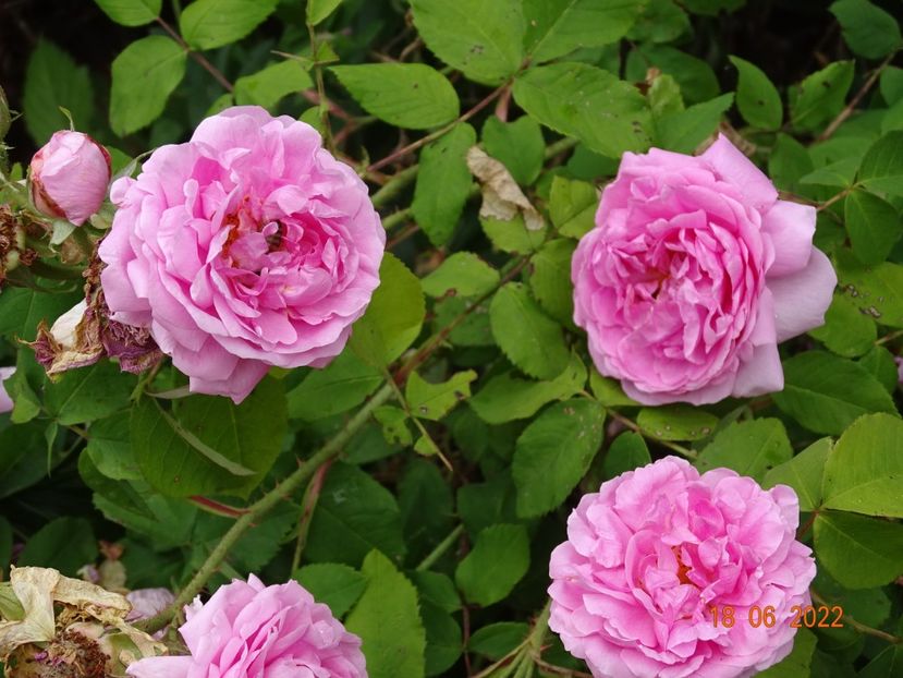  - Trandafiri 2022 3