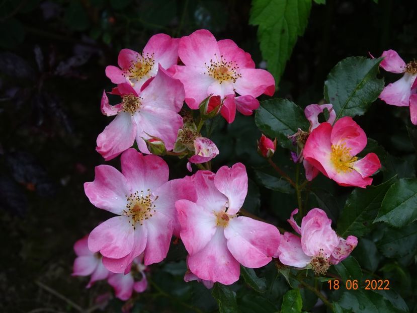  - Trandafiri 2022 3