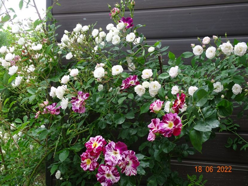  - Trandafiri 2022 3