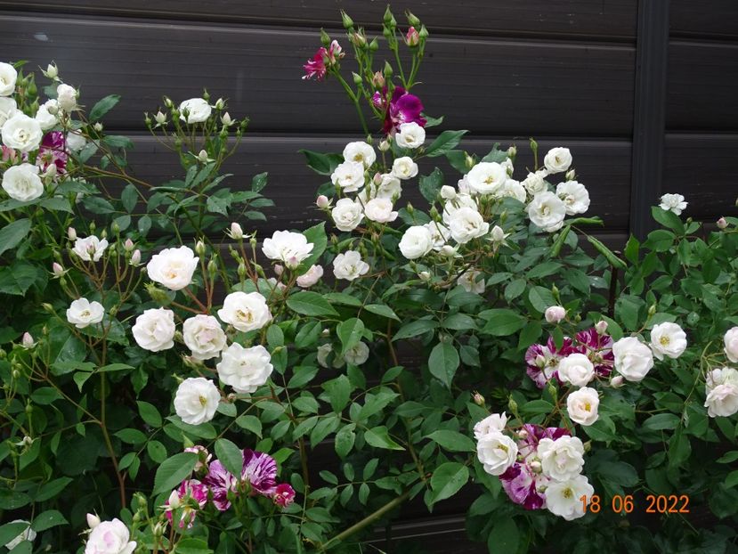  - Trandafiri 2022 3