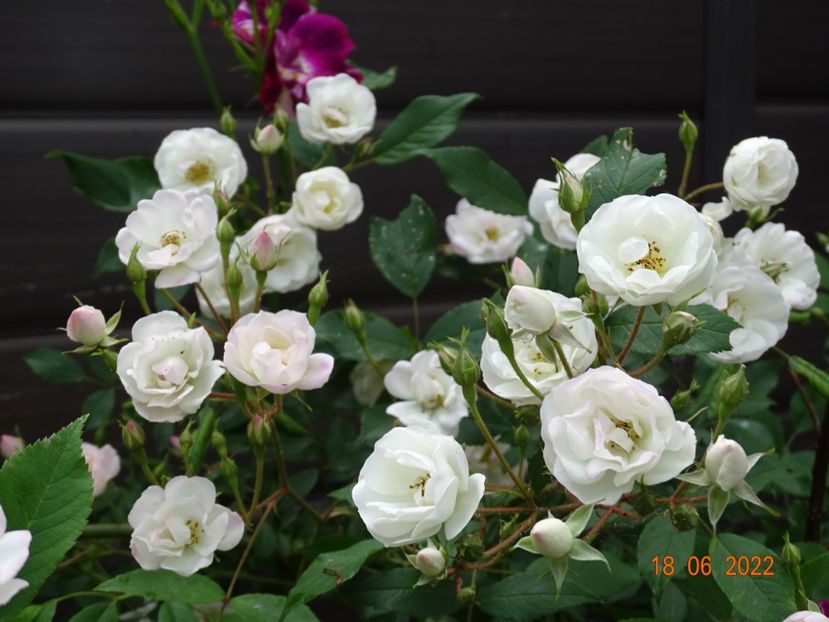  - Trandafiri 2022 3