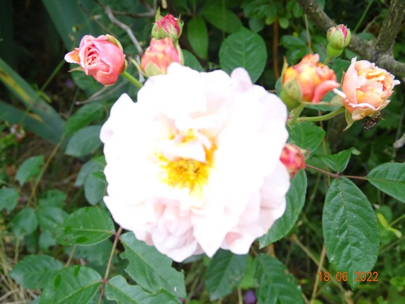  - Trandafiri 2022 3