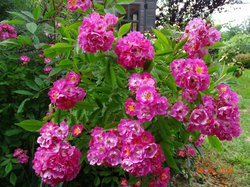  - Trandafiri 2022 3