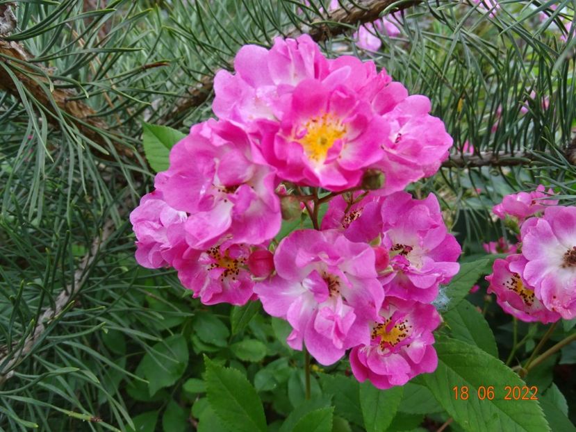 - Trandafiri 2022 3