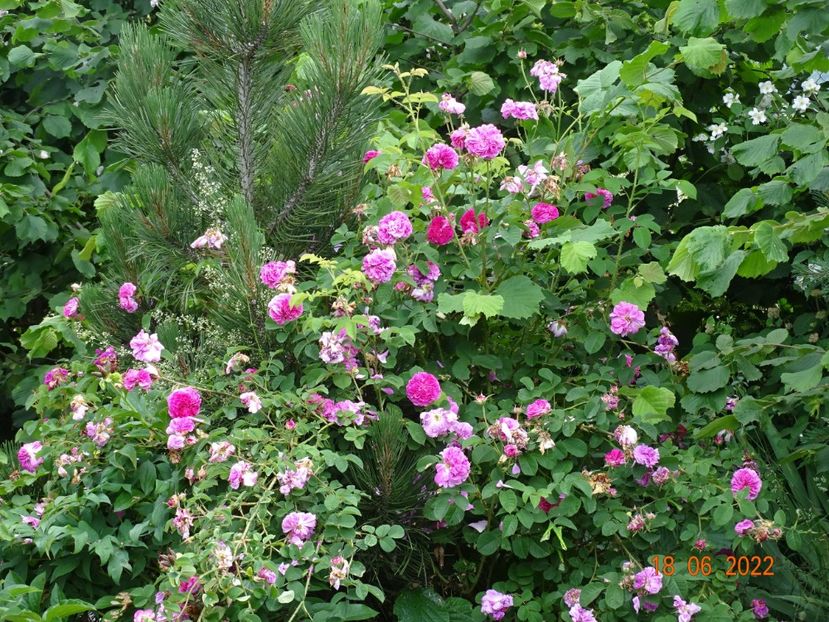  - Trandafiri 2022 3