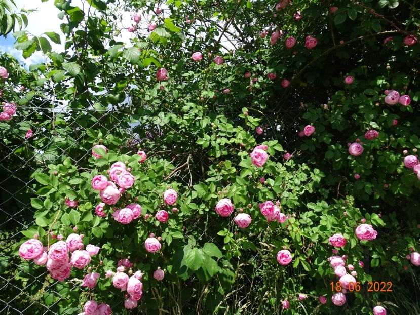  - Trandafiri 2022 3